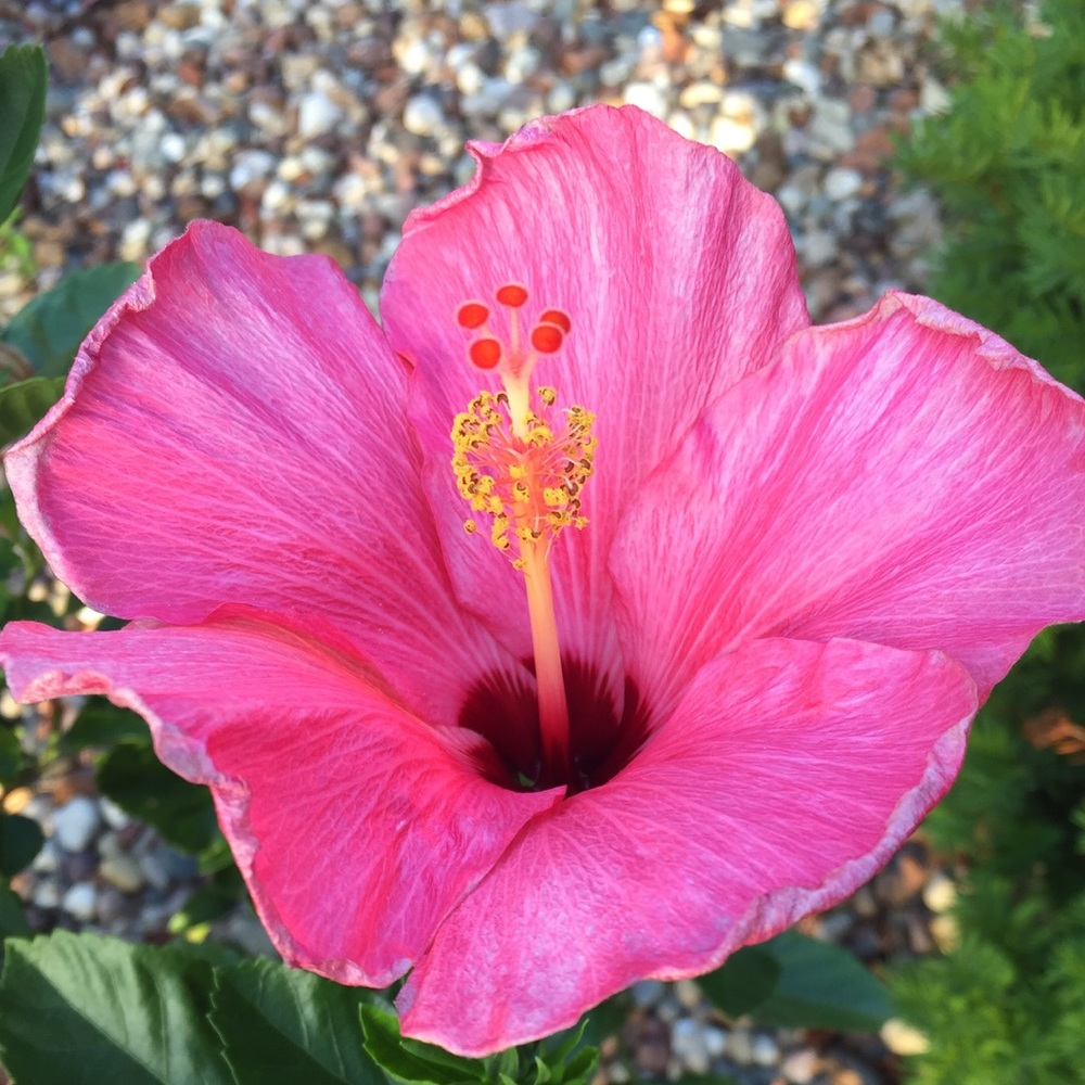 Meet your Posher, Rebecca